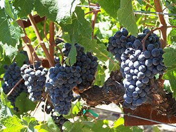 Wine Grapes